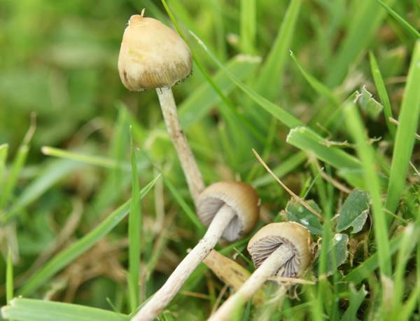 Buy Liberty Cap Mushroom online Dubai