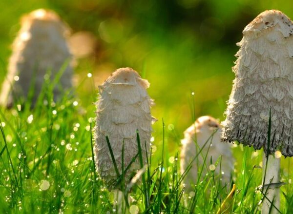 Buy Shaggy Mane Mushrooms online Dubai UAE