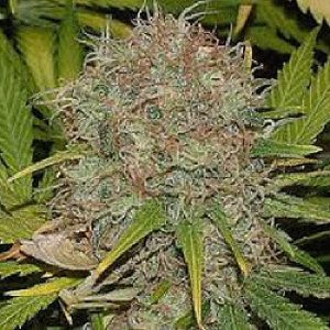 Buy AK48 Strain Online Dubai