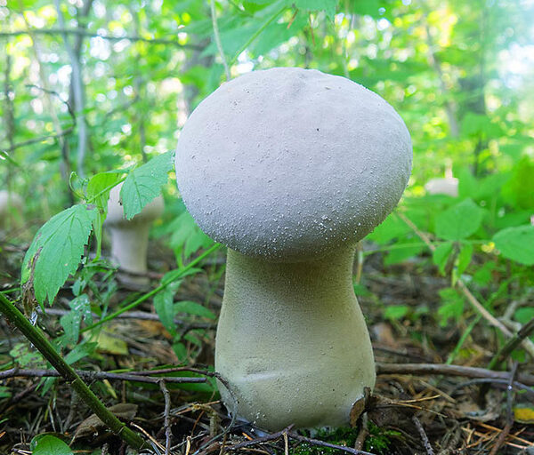 Buy puffball mushrooms online Dubai Telegram