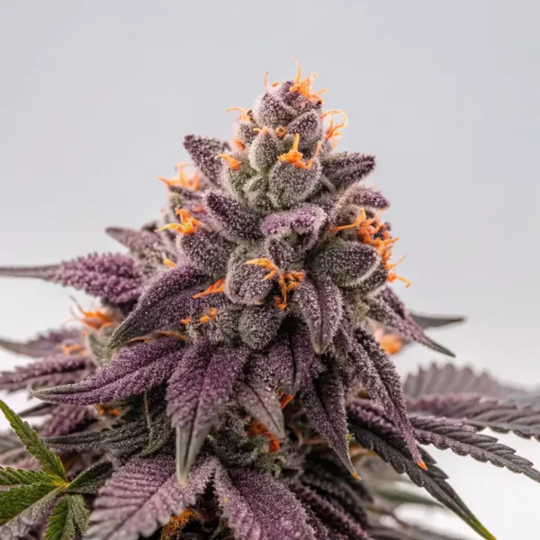 Buy THC Weed and Vapes Disposable Pen Online in Dubai with good Reviews